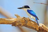 Forest Kingfisher